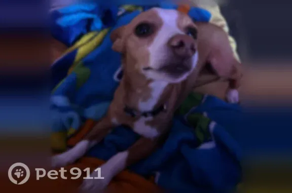 Lost dog, Center Street, 1100, Henderson — nervous, sweet male - photo