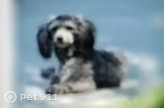Lost male dog, Corrine Lane, 3709, Modesto — curly black-gray coat - photo