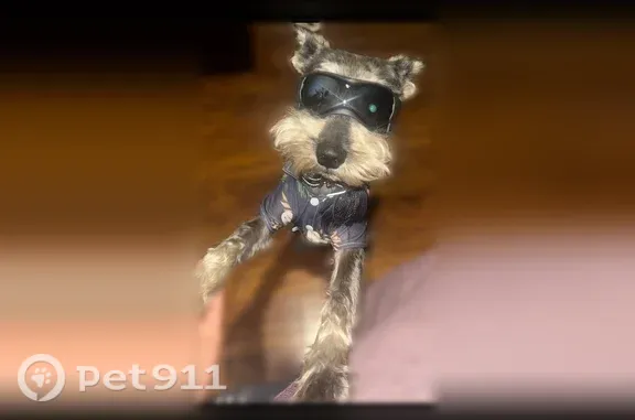 Lost male dog, Buckhalter Road, 187, Savannah — salt-and-pepper Miniature Schnauzer - photo