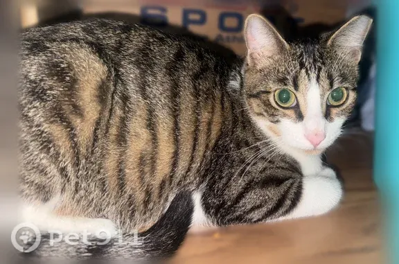 Lost male cat, 12th Street West, 4124, Bradenton — clipped ears and white paws - photo