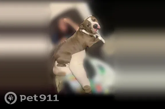 Lost Dog, Ellis Road South, 1464, Jacksonville — Older Deaf American Staffordshire Terrier - photo