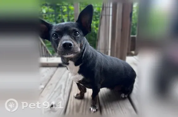 Rosie is a 8yr ,female ,intact Chihuahua mix.She has her collar on and is microchipped registered to her previous owner Darlene . She is high food motivated and looooves to roll around in grass . She is black with a white underbelly