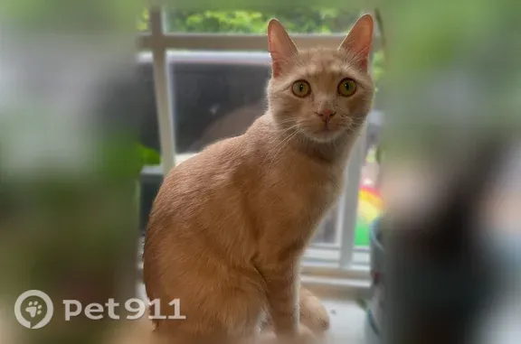 Lost male cat, Epperson Drive, 6215, Indianapolis — light orange with striped legs and tail - photo