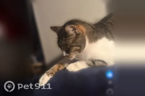 Lost and found pets Airway Heights, photo: Lost cat, South Mintle Street, 1789, Airway Heights — 9-year-old female tabby