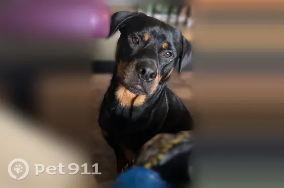 Lost dog, Egan Drive, 922, Orlando — male, friendly but skittish - photo