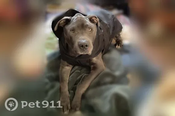 Lost male dog, Saint Louis Avenue, 2008, St. Louis — large with a blue and black checkered collar - photo