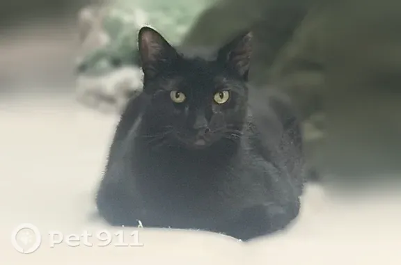 Lost cat, male, Park Street, 120, Circleville — gray patches above his eyes - photo