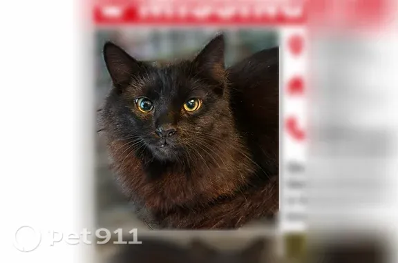 Lost cat, Washington Avenue, Oneida, Sylvan Beach — female black cat with gold eyes - photo