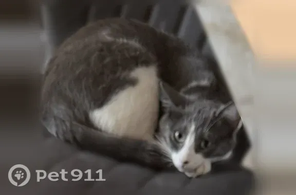 Lost female cat, 2nd Street, 2534, Wyandotte, Wyandotte — shy and grey with green eyes - photo