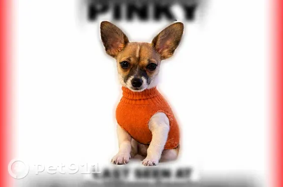 Lost dog, Van Buren Boulevard, 3000, Riverside — male teacup Chihuahua with a white coat and brown head - photo