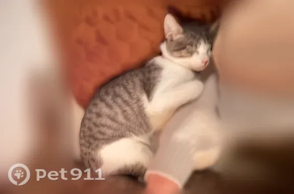 Lost cat, Mebane, North Carolina, Charlotte — male with a pink collar and bell - photo