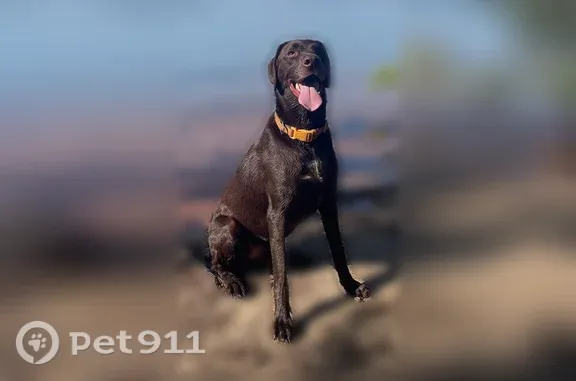 Lost male dog, Carolene Way, 4110, Cumming, Pensacola — seen near Hwy 9 - photo