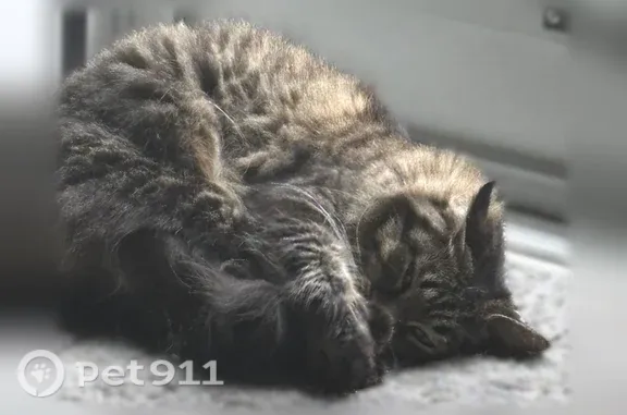 Lost cat, Perry Street, 50, Pontiac — female long-haired tabby named Pumpkin - photo