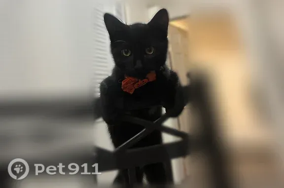Lost cat, Camelot Court Southeast, 2041, Grand Rapids — friendly male polydactyl - photo