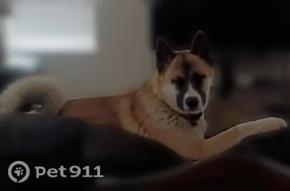 Lost dog, East 102nd Avenue, 3490, Denver — male dog ran away after getting spooked - photo