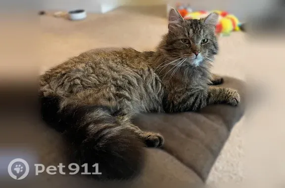 Lost male cat, West Maple Rapids Road, 3036, Saint Johns, Reston — 13 lb with a tipped ear - photo