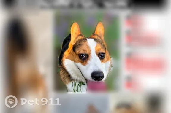 Lost dog, Park Avenue, 1450, San Jacinto — male tri-color Corgi - photo