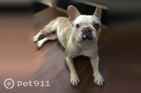 Lost female dog, Northwest 6th Street, 708, Hallandale Beach — white French bulldog with blue eyes - photo