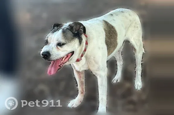 Lost dog, Scenic Place, 349, Manteca, Stockton — white male dog with brown spots - photo