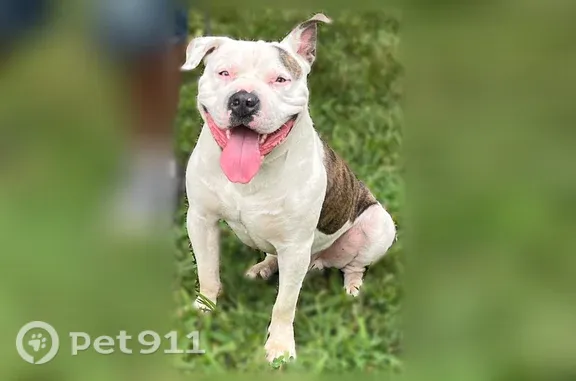 Lost Dog, Indianapolis, Indiana, Springfield — White with Brindle Spots - photo