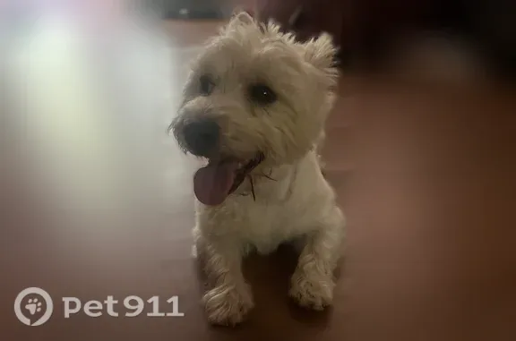 Lost dog, Green Valley Farm Road, 172, Jasper, Atlanta — small male Westie - photo