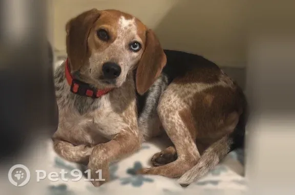 Lost dog, Taylor Street, 10, Providence — tricolor beagle with one blue and one brown eye - photo