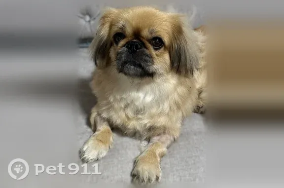 Lost dog, El Paso, Texas, Arlington — female dog with blonde hair and epilepsy - photo
