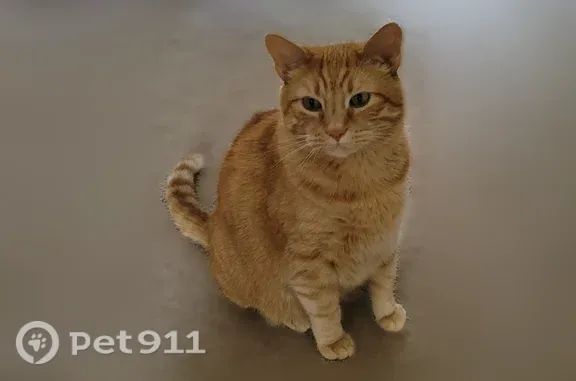 Lost cat, Ogden Drive, 4778, Wooster, Wooster — 10-year-old male, 18 lb - photo