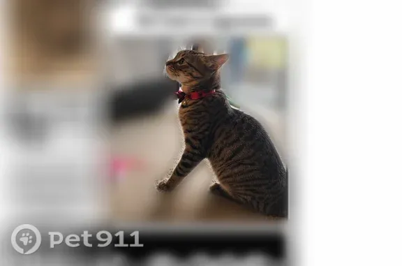 Lost cat, Colerain Avenue, 10345, Cincinnati, Groesbeck — male with a bell collar - photo