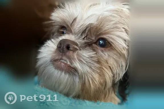 Lost dog, male, Robert L. Parish Senior Avenue, 4106, Dallas — gray and white, Toby - photo