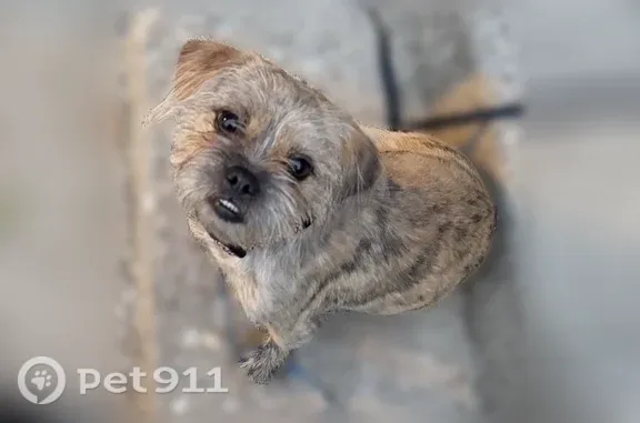 Missing dog Chicago, photo: Lost dog, South Campbell Avenue, 6200, Chicago