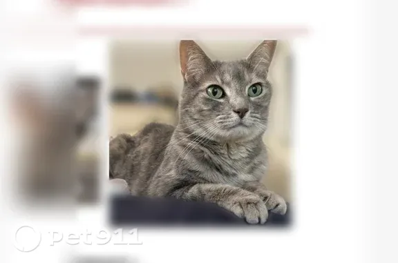 Lost cat, female, Old Stirling Road, 72, Warren Township, Warren - photo