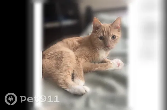 Lost cat, Church Street, 37, Warren, Arlington — male orange tabby with white paws - photo