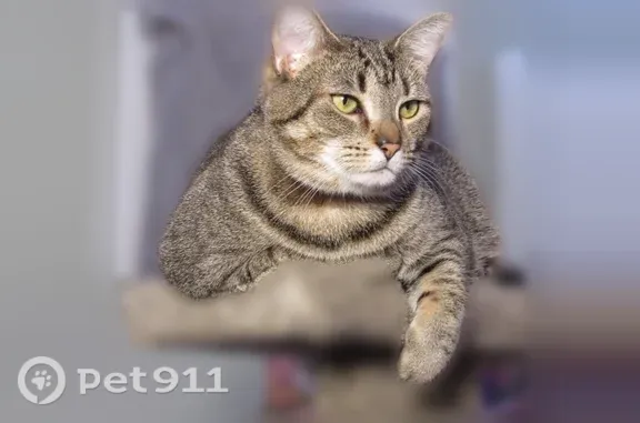Lost cat, Outing Club Road, 393, Aiken — female brown/grey tabby - photo