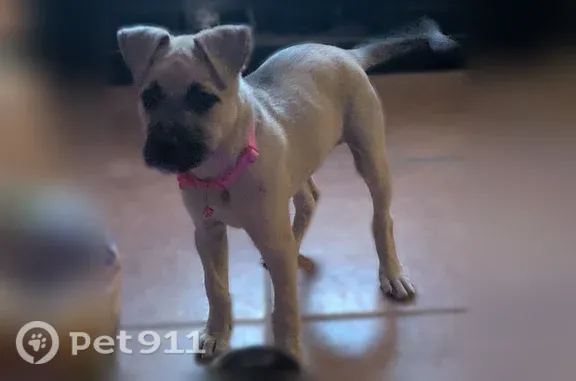 Lost dog, Tucson, Arizona, Phoenix — female Black Mouth Cur puppy - photo