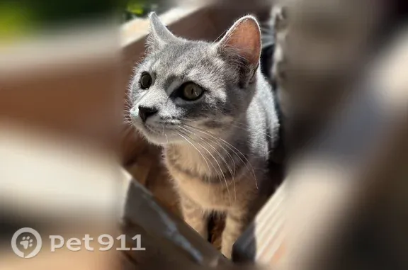 Lost cat, 1600 South, 173, Orem — brown-striped Nyla and gray Olive - photo