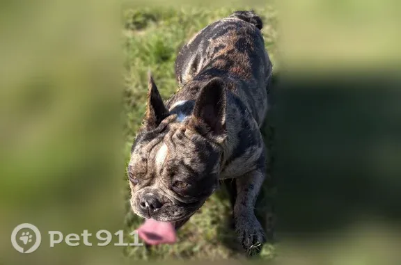 Lost female dog, Cape Cod Drive, 5962, West Valley City, Oakland — brindle with white chest - photo