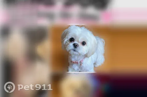 Lost Dog, Maffitt Avenue, 4741, St. Louis, Arlington — Female with Missing Hair Patch - photo