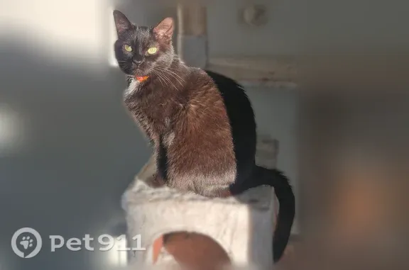 Lost cat, North Manship Lane, 367, Meridian — female with green eyes - photo