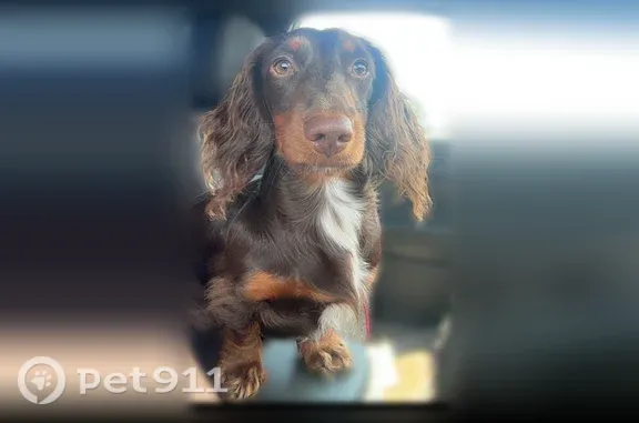 Lost Dog, Golden Eagle Drive, 1423, Troy, Columbus — male miniature dachshund - photo
