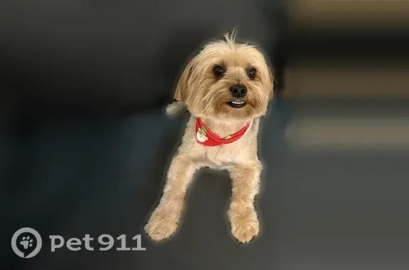 Lost dog, East 11th Avenue, 3685, Hialeah — male Yorkie, 10 pounds - photo