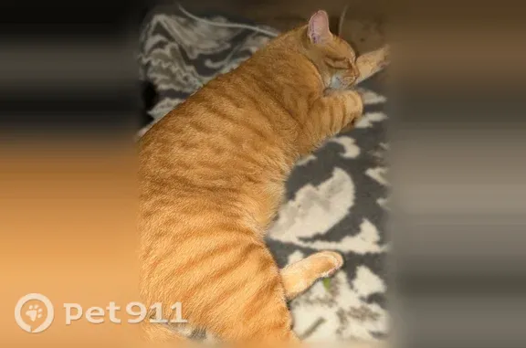 Lost cat, Fallow, 703, Horseshoe Bay — large orange male cat - photo