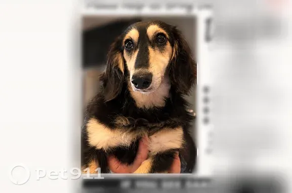 Lost dog, Georgia 16, 2727, Jackson — female, black and brown - photo