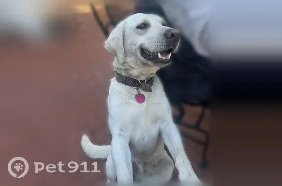 Lost dog, East Pawnee Street, 10628, Wichita — all-white female Labrador Retriever - photo