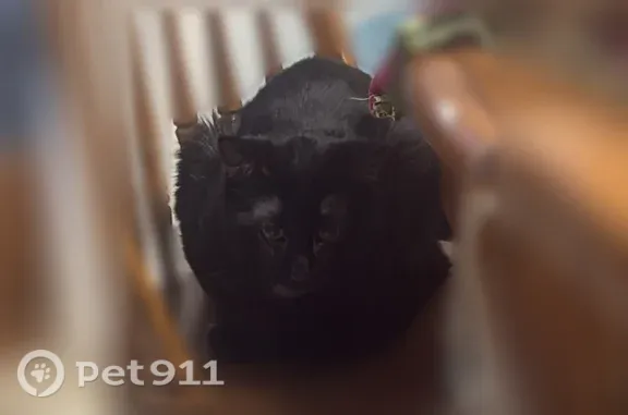 Black short haired domestic cat. Fully vaccinated and neutered. No collar.