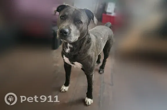 Lost dog, Sanford Lane, 3317, Monroe — friendly 3-year-old male - photo