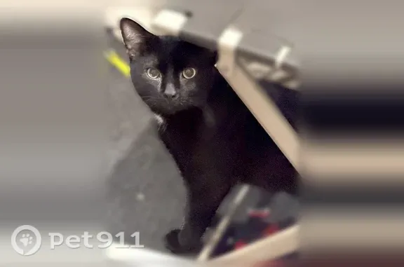 Lost cat, male, South Elizabeth Street, 12829, Calumet Park — short-haired black Bombay - photo