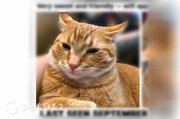 Lost cat, male, North Atlantic Street, 509, Boise — orange coat, six toes on each foot - photo