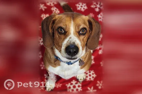 Male Beagle-Obi got out of the backyard approx 2pm today at the intersection of Port Diane Drive & Schuetz Road. He is brown and white.