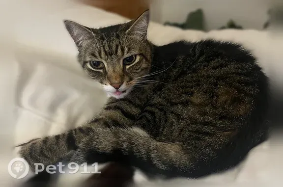 Lost male cat, Whiskey River Drive, 11017, Austin — white paws and belly - photo